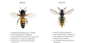 Diferencias entre abejas y avispas