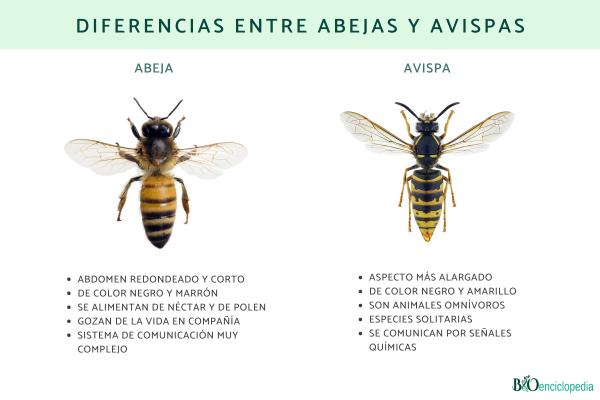 Diferencias entre abejas y avispas