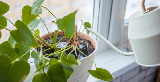 Joan Calderón, jardinero: “El error al regar las plantas es echar un chorrito de agua todos los días”
