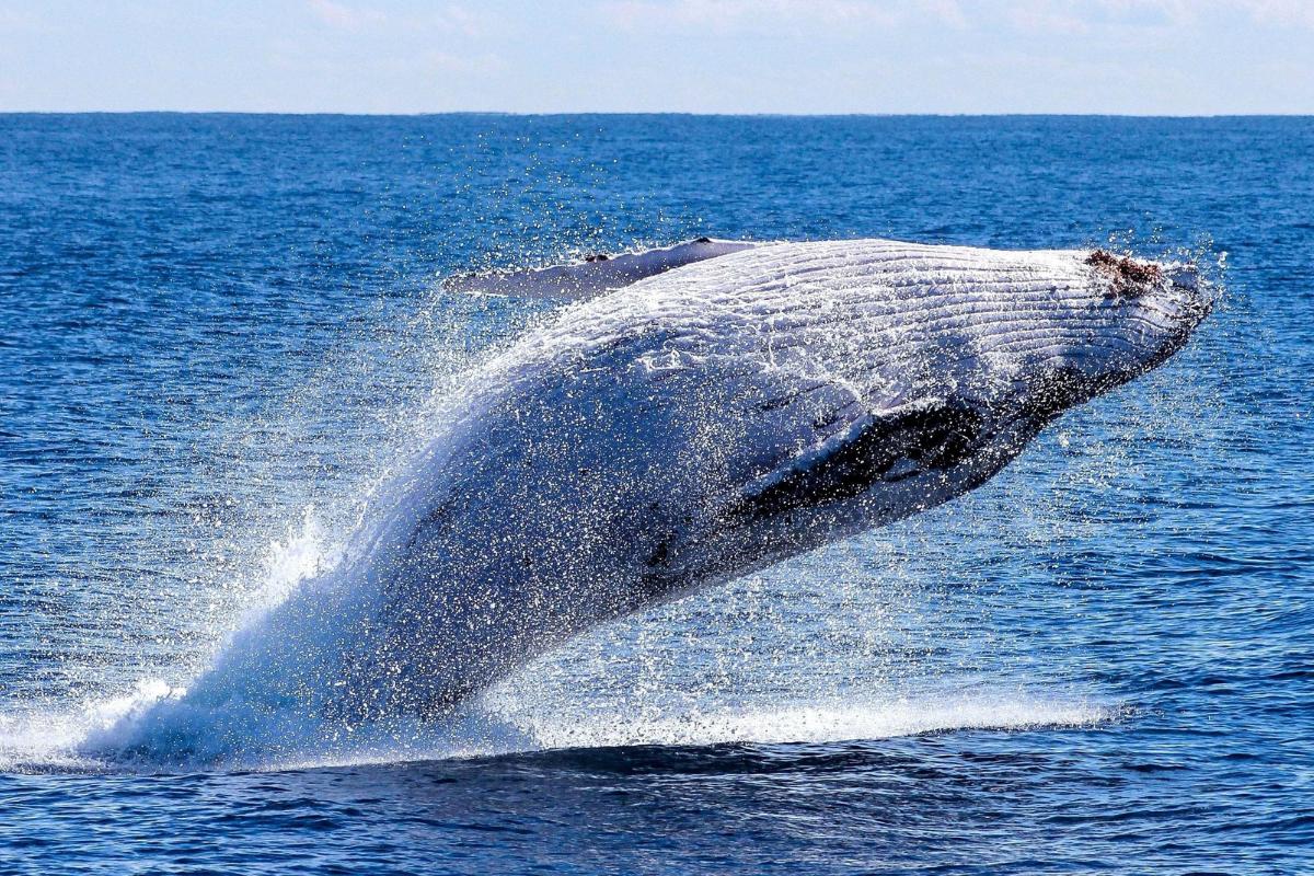 ¿La ballena es un mamífero?