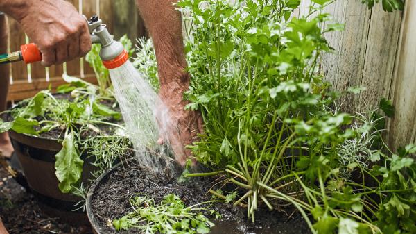 Joan Calderón, jardinero: “El error al regar las plantas es echar un chorrito de agua todos los días” - La clave está en la calidad del riego, no en la frecuencia