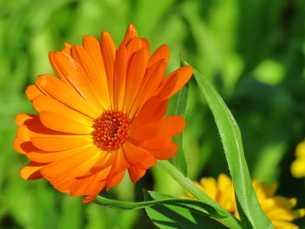 usos medicinales de la calendula officinalis