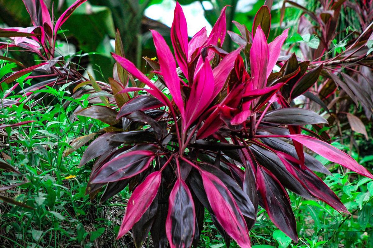 Cordyline fruticosa: cuidados