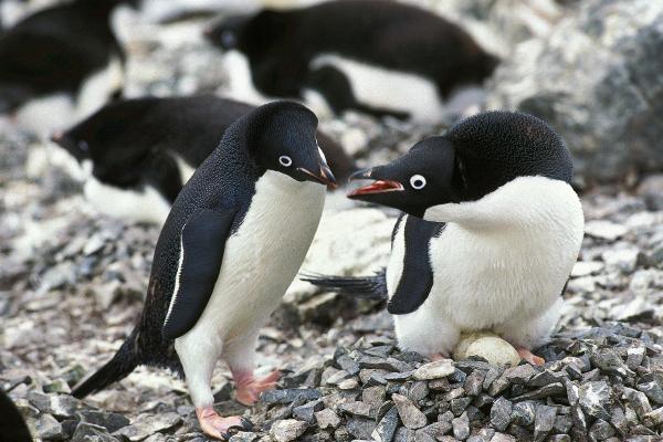 Tipos de pingüinos - Pingüino de Adelia (Pygoscelis adeliae)