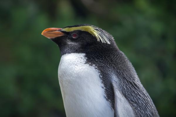 Tipos de pingüinos - Pingüino de Fiordland (Eudyptes pachyrhynchus) 