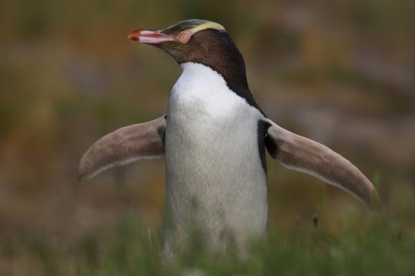Tipos de pingüinos - Pingüino de ojos amarillos (Megadyptes antipodes)