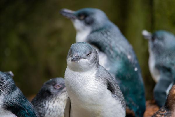 Tipos de pingüinos - Pingüino enano de alas blancas (Eudyptula albosignata)