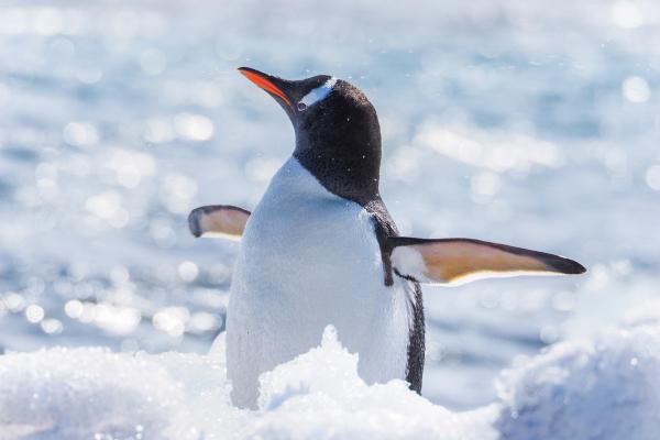 Tipos de pingüinos - Pingüino Papúa (Pygoscelis papua)