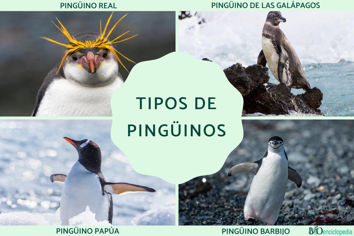 Tipos de pingüinos