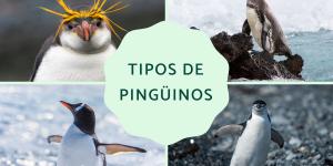 Tipos de pingüinos
