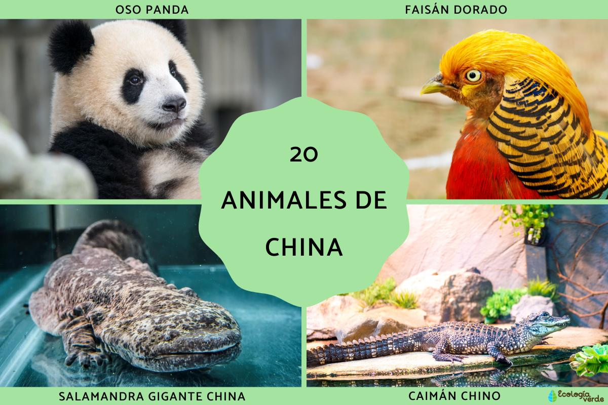 Animales de China