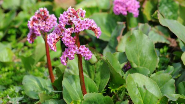 Plántalas en octubre y disfruta de sus flores desde ahora hasta la primavera: 5 plantas que resisten el invierno - Bergenia, flores a finales del invierno y hojas que aguantan el frío