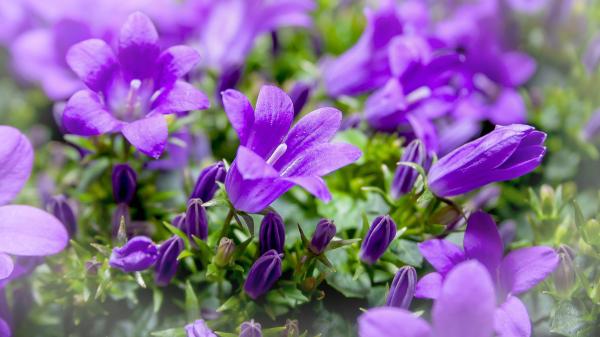 Plántalas en octubre y disfruta de sus flores desde ahora hasta la primavera: 5 plantas que resisten el invierno - Campanula, las flores acampanadas que regresan con el buen tiempo