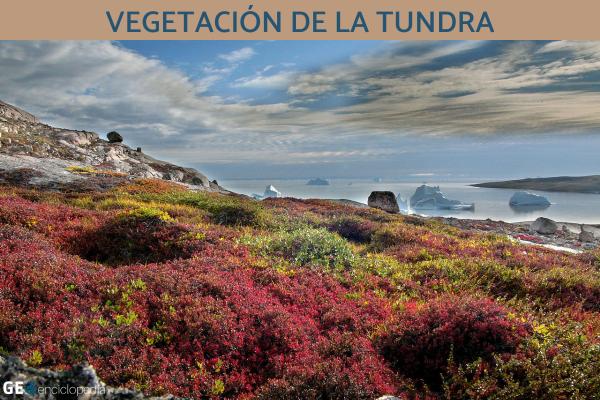 Clima polar: qué es, características, flora y fauna - 