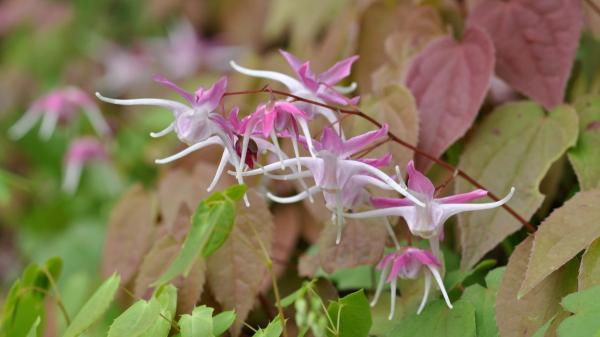 Plántalas en octubre y disfruta de sus flores desde ahora hasta la primavera: 5 plantas que resisten el invierno - Epimedium, una planta resistente con flores en primavera