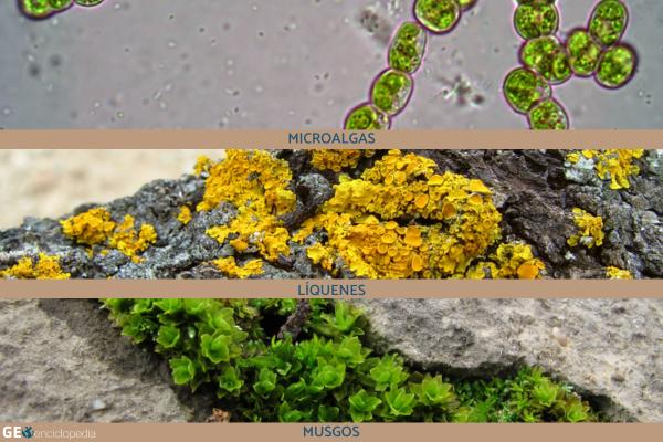 Clima polar: qué es, características, flora y fauna - Flora del clima polar