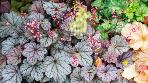 Plántalas en octubre y disfruta de sus flores desde ahora hasta la primavera: 5 plantas que resisten el invierno - Heuchera, color en las hojas y flores cuando llega el buen tiempo