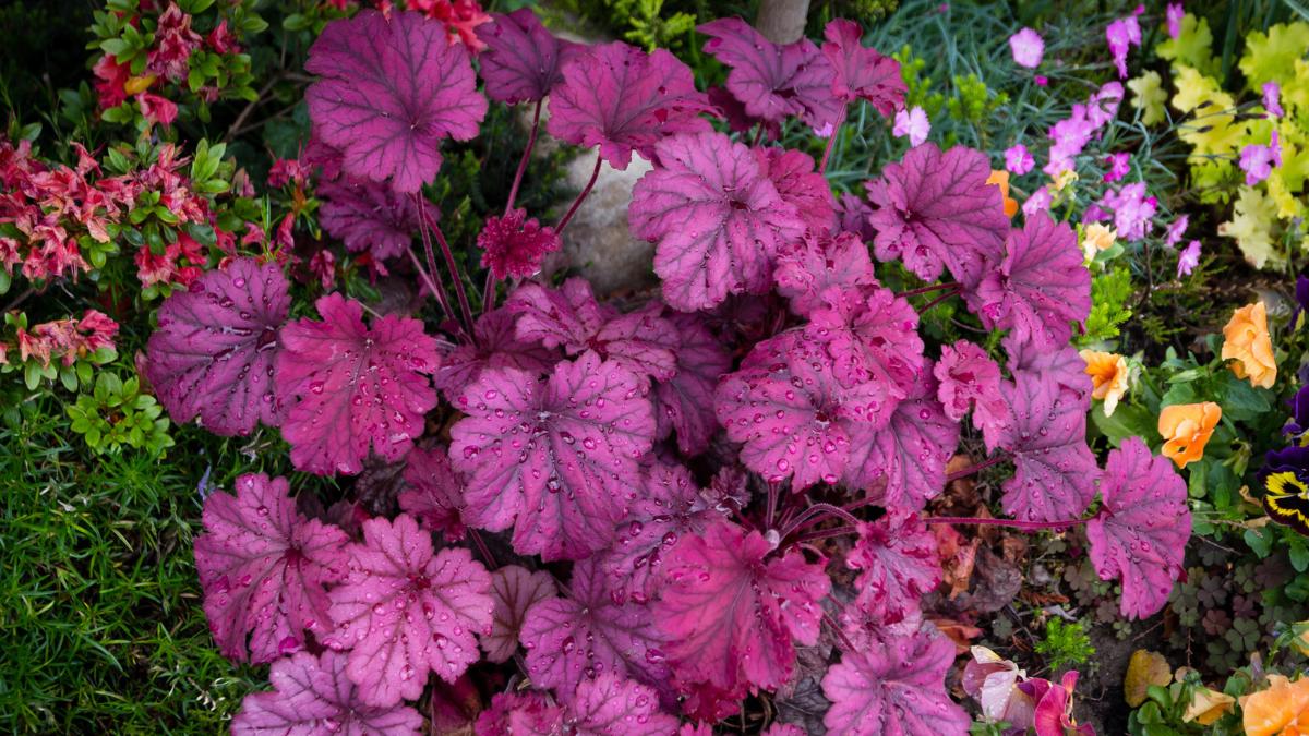 Plántalas en octubre y disfruta de sus flores desde ahora hasta la primavera: 5 plantas que resisten el invierno