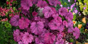Plántalas en octubre y disfruta de sus flores desde ahora hasta la primavera: 5 plantas que resisten el invierno