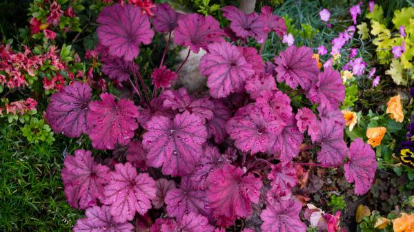 Plántalas en octubre y disfruta de sus flores desde ahora hasta la primavera: 5 plantas que resisten el invierno