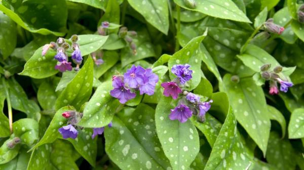Plántalas en octubre y disfruta de sus flores desde ahora hasta la primavera: 5 plantas que resisten el invierno - Pulmonaria, flores de colores y hojas con manchas plateadas