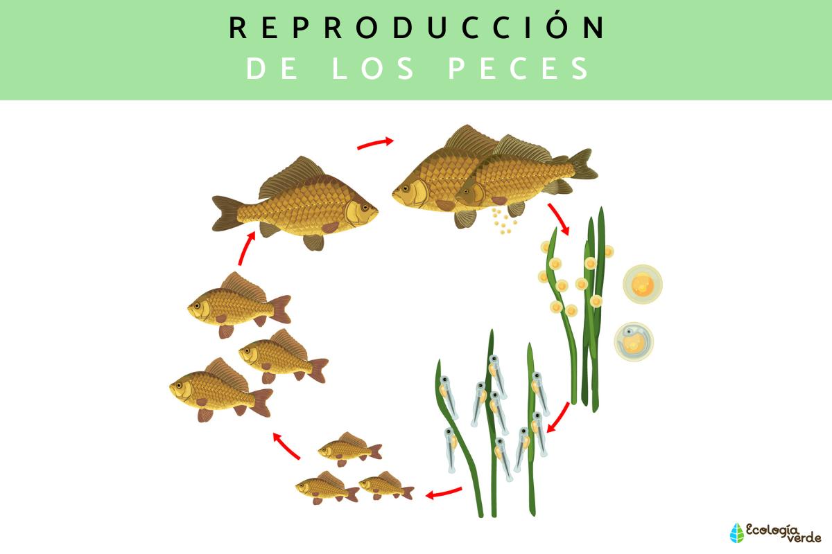 Reproducción de los peces