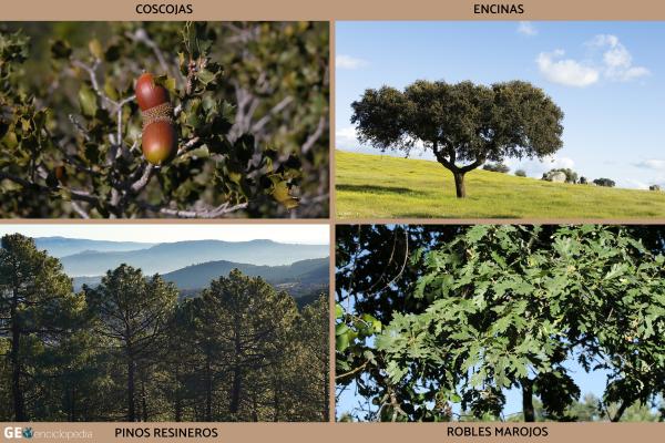 Río Piedra - Flora y fauna del río Piedra