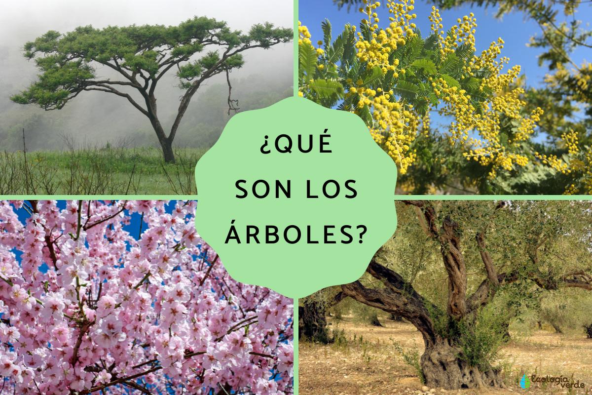 Qué son los árboles