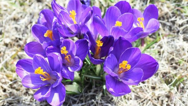 Flores de marzo - Otras plantas con flores del mes de marzo