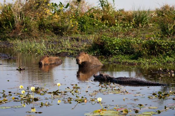 ¿Por qué los cocodrilos no atacan a los capibaras? - ¿Entonces, los cocodrilos nunca atacan a los capibaras?