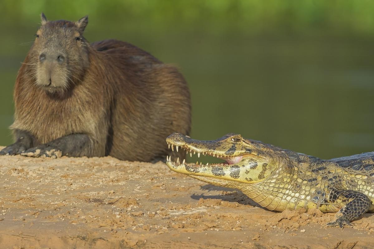 ¿Por qué los cocodrilos no atacan a los capibaras?