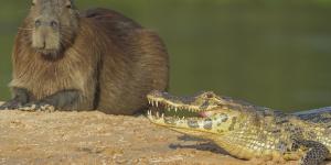 ¿Por qué los cocodrilos no atacan a los capibaras?