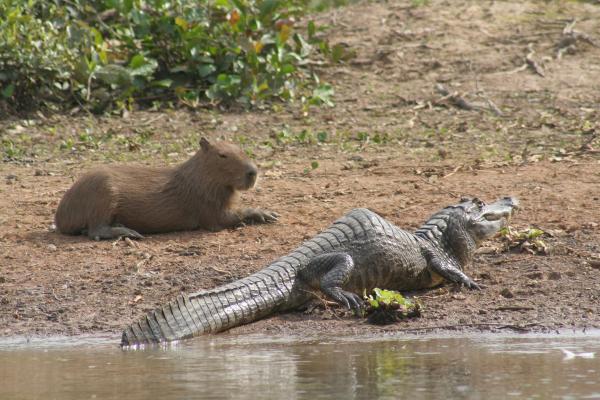 ¿Por qué los cocodrilos no atacan a los capibaras? - ¿Por qué los cocodrilos no atacan a los capibaras? ¿Cuál es su relación?