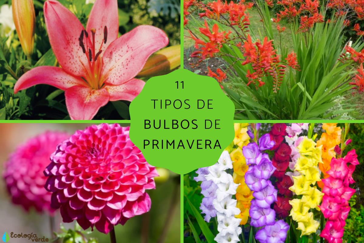 Tipos de bulbos de primavera