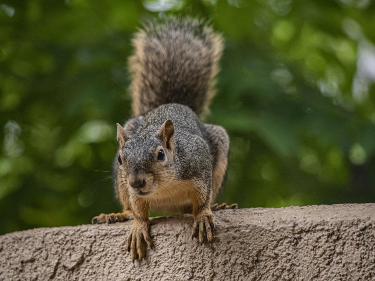 Animales de la ciudad