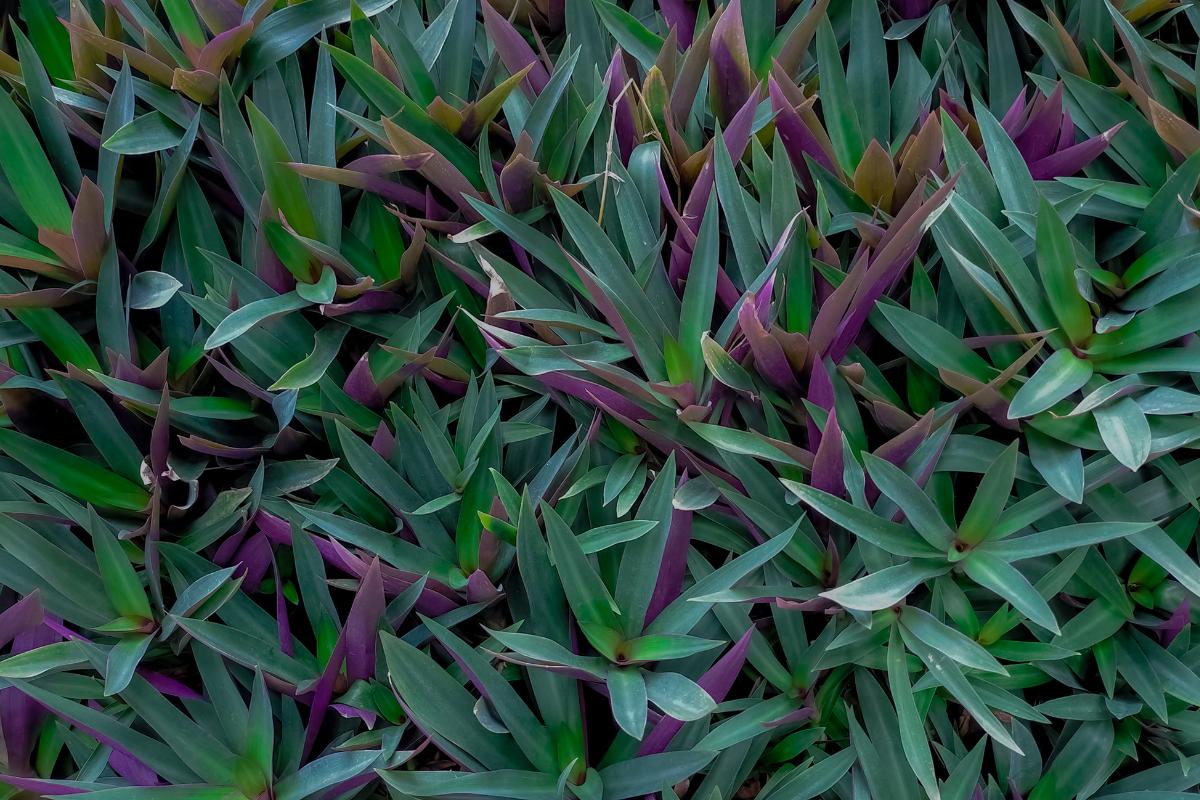 Tradescantia spathacea o maguey morado cuidados, reproducción y para