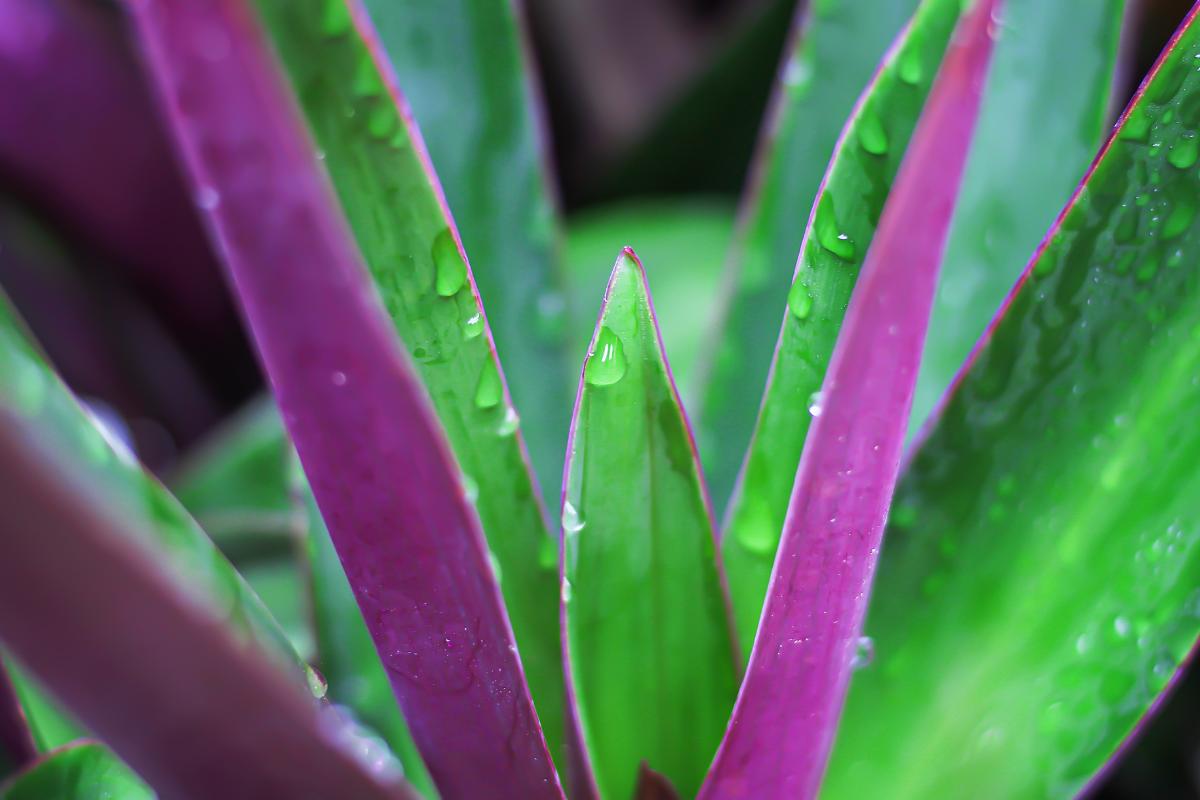 Tradescantia spathacea o maguey morado cuidados, reproducción y para