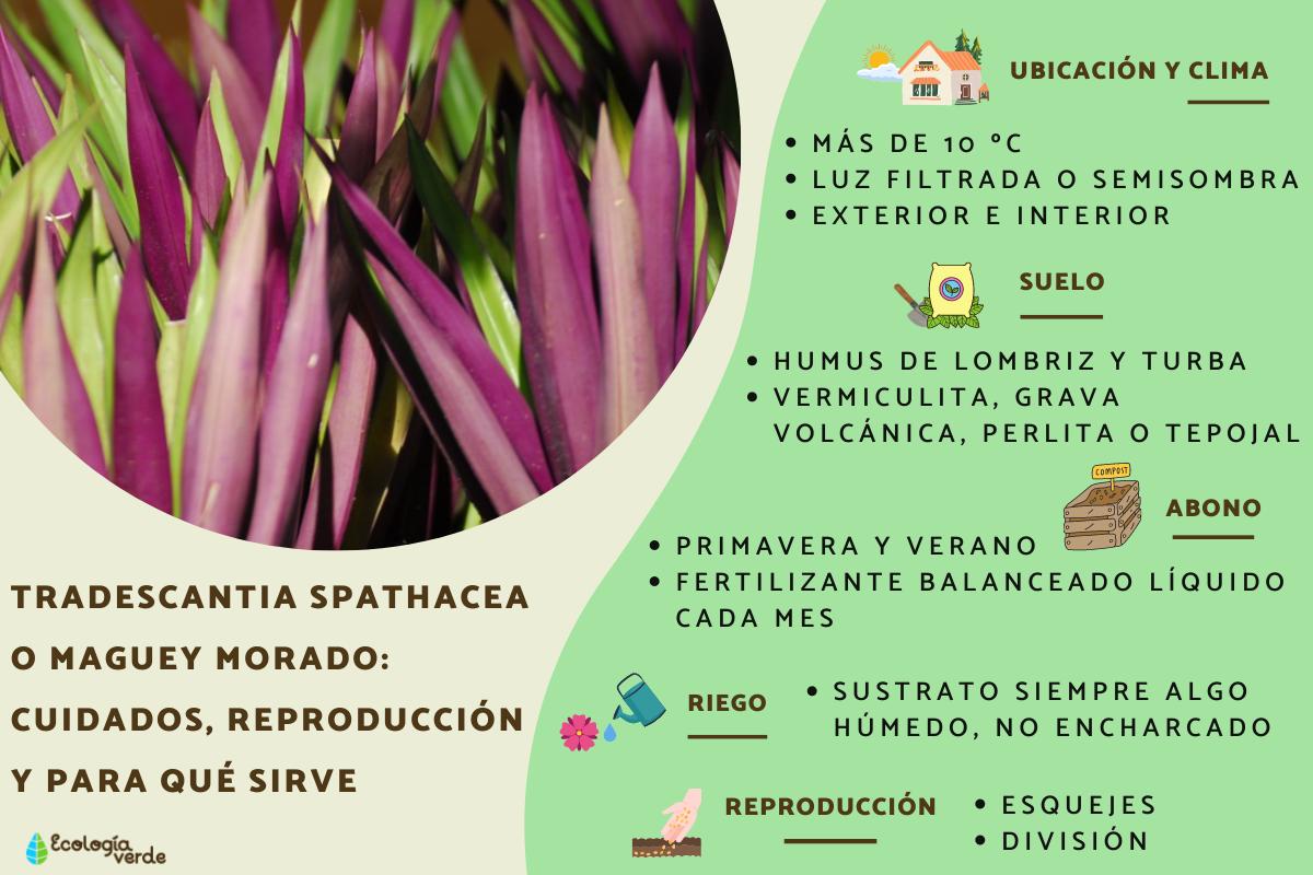 Tradescantia spathacea o maguey morado: cuidados, reproducción y para qué sirve