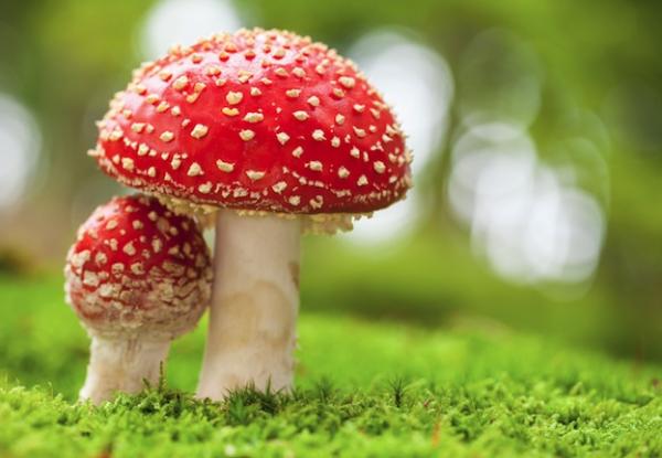 Clasificación de los seres vivos - Cuál es la clasificación de los seres vivos: la taxonomía 