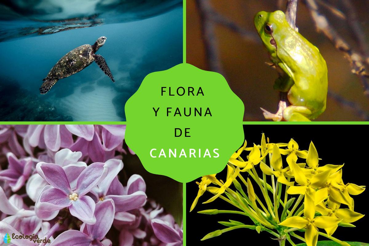 Flora y fauna de Canarias