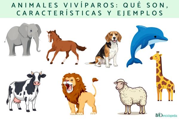 Animales vivíparos: qué son, características y ejemplos