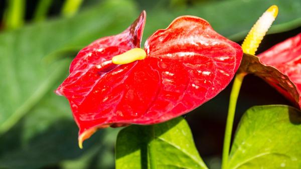 Las flores más originales para regalar en Sant Jordi (y salir de la típica rosa) - Anturio rojo: una flor elegante ideal para regalar