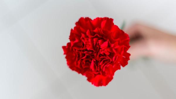 Las flores más originales para regalar en Sant Jordi (y salir de la típica rosa) - Clavel rojo: símbolo de amor apasionado