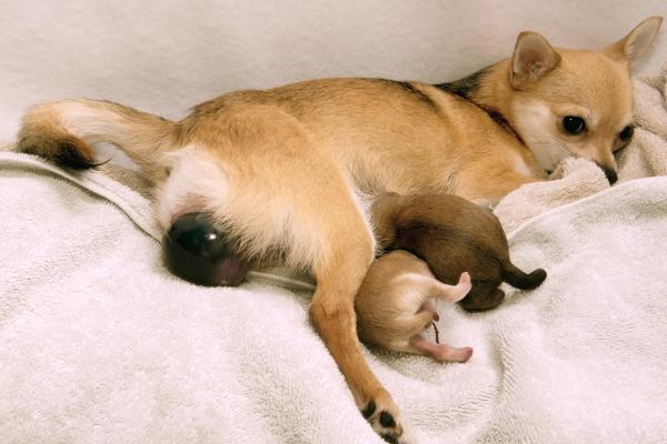 Animales vivíparos: qué son, características y ejemplos - ¿Cuáles son ejemplos de animales vivíparos?