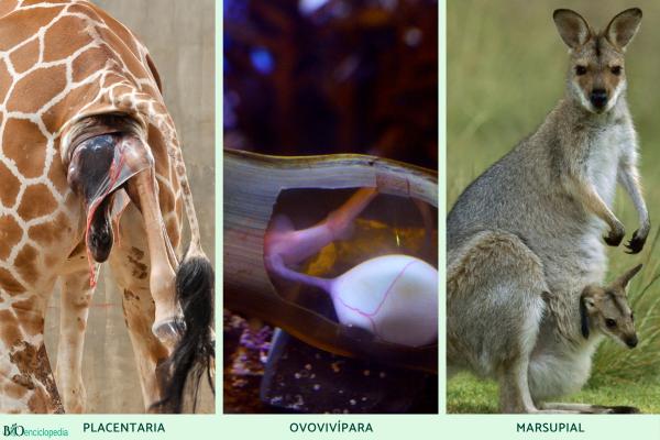Animales vivíparos: qué son, características y ejemplos - ¿Cuáles son los tipos de reproducción de los animales vivíparos?