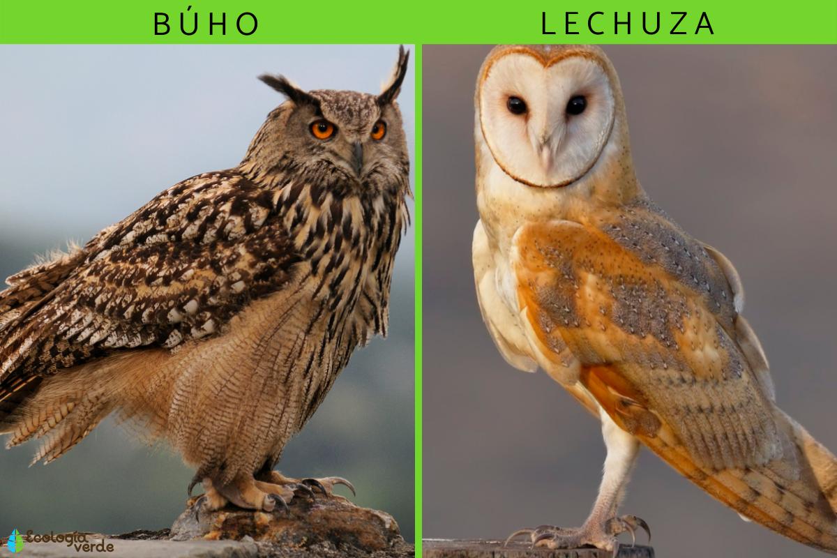 Diferencia entre búho y lechuza