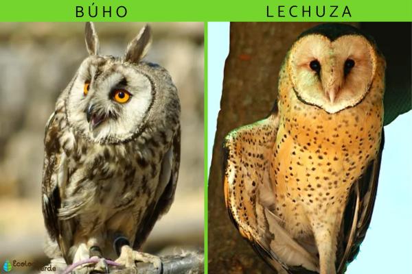 Diferencia Entre B ho Y Lechuza Resumen Caracter sticas Y FOTOS