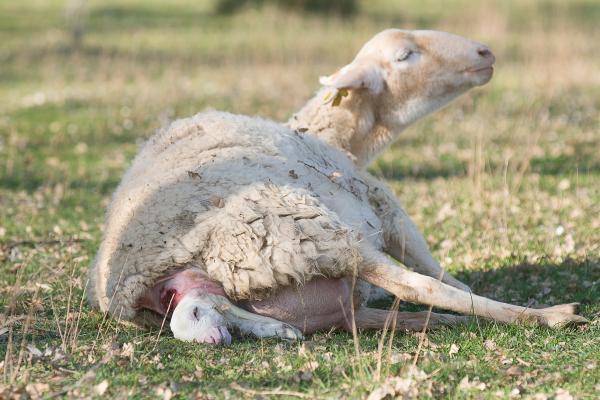 Animales vivíparos: qué son, características y ejemplos - ¿Qué son los animales vivíparos?