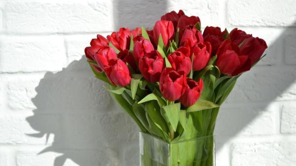 Las flores más originales para regalar en Sant Jordi (y salir de la típica rosa) - Tulipán: una flor roja ideal para regalar en maceta