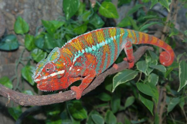 Camaleón - Comportamiento del camaleón